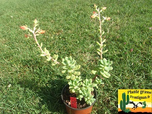 Echeveria skinneri