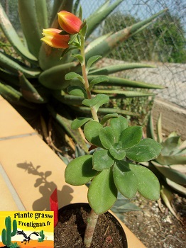 Echeveria spectabilis