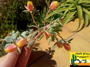 Echeveria subcorymbosa Tlacotepec