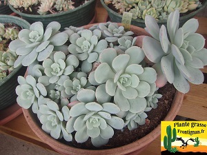 Echeveria subcorymbosa Tlacotepec