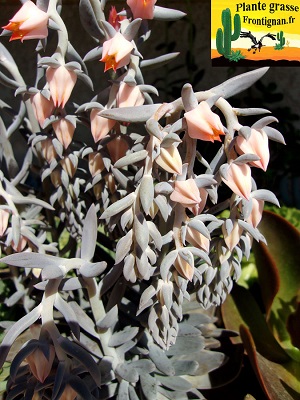 Echeveria trianthina