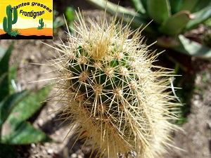 Echinopsis camarguensis