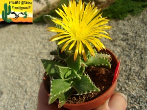 Faucaria felina