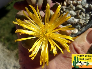 Faucaria subintegra