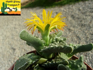 Faucaria tuberculosa fleur