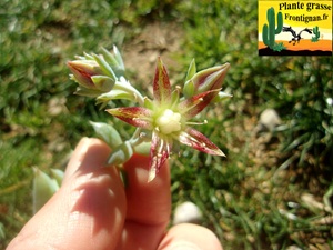 Graptopetalum macdougallii