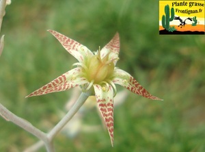 Graptopetalum marginatum