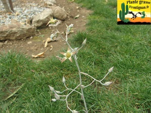 Graptopetalum marginatum
