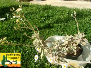 Graptopetalum paraguayense ssp bernalense