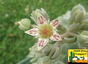 Graptosedum Douce Folie