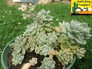 Graptosedum Douce Folie