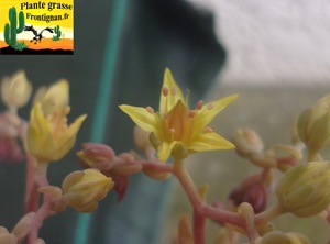 Graptosedum Marchande de Miel