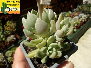 Graptosedum Nglig