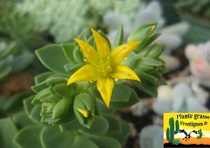 Graptovedum Paradoxe