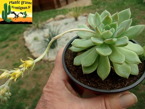 Graptoveria Askari