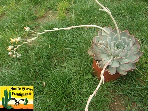 Graptoveria Babylone