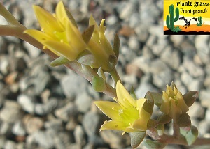 Graptoveria Menthol fleur jaune