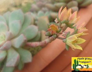 Graptoveria Papillon