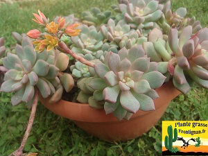 Graptoveria Papillon
