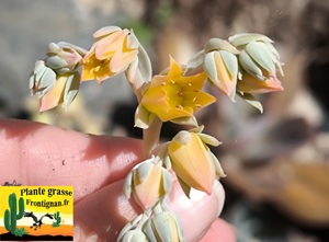 Graptoveria Sauvageonne