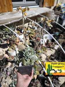 Graptoveria Sauvageonne