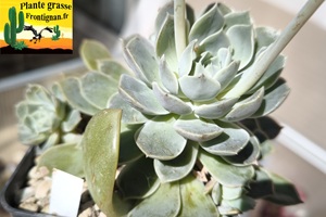 Graptoveria Sauvageonne