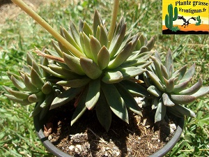 Graptoveria Shorty