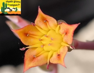 Graptoveria Vieille Ecole