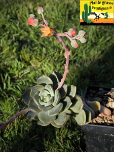 Graptoveria Vieille Ecole