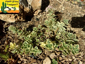 Hylotelephium variegata