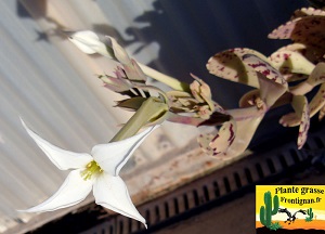 Fleur blanche Kalanchoe marmorata