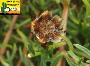 Lampranthus fruit