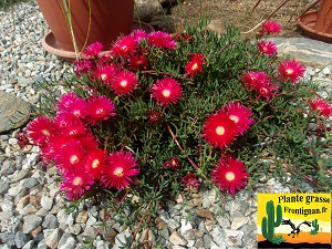 Lampranthus fleur rouge et jaune