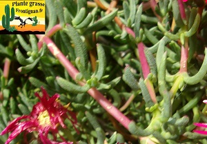 Lampranthus tige