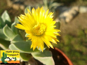 Machairophyllum brevifolium