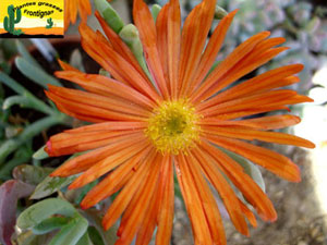 Fleur orange de ficoide