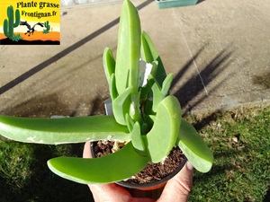 Mitrophyllum mitratum