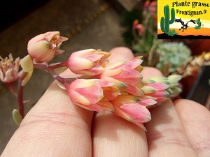 Fleur de Pachyphytum Chiseled Stones