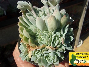 Pachyveria Alegra