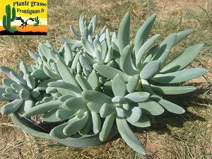 Pachyveria Blanco