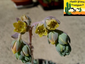 Pachyveria Changeling