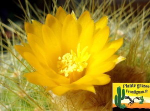 Petit cactus fleur jaune