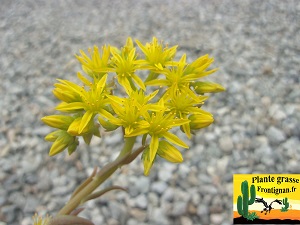Petrosedum x affomarcoi