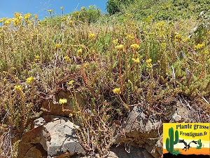 Petrosedum x affomarcoi