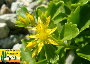 Phedimus ellacombeanus