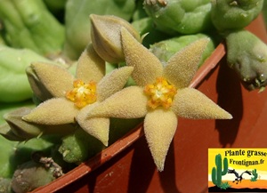 Piaranthus geminatus