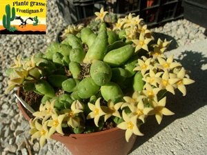 Piaranthus geminatus