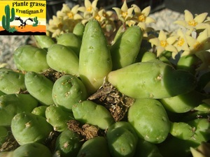 Piaranthus geminatus