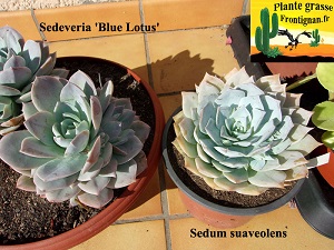 Sedeveria Blue Lotus