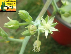 Sedum allantoides Goldii
